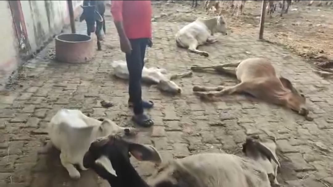 झाँसी सब्ज़ी मंडी के पास बने पशु अस्पताल में गायों की बदहाली इलाज के अभाव में तड़प रहीं गौमाताएं